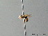  ( - BC ZSM HYM 05624)  @11 [ ] CreativeCommons - Attribution Non-Commercial Share-Alike (2010) Stefan Schmidt SNSB, Zoologische Staatssammlung Muenchen