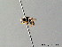  ( - BC ZSM HYM 05625)  @11 [ ] CreativeCommons - Attribution Non-Commercial Share-Alike (2010) Stefan Schmidt SNSB, Zoologische Staatssammlung Muenchen
