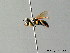 ( - BC ZSM HYM 05628)  @12 [ ] CreativeCommons - Attribution Non-Commercial Share-Alike (2010) Stefan Schmidt SNSB, Zoologische Staatssammlung Muenchen