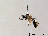  ( - BC ZSM HYM 05706)  @11 [ ] CreativeCommons - Attribution Non-Commercial Share-Alike (2010) Stefan Schmidt SNSB, Zoologische Staatssammlung Muenchen