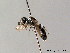  ( - BC ZSM HYM 05707)  @11 [ ] CreativeCommons - Attribution Non-Commercial Share-Alike (2010) Stefan Schmidt SNSB, Zoologische Staatssammlung Muenchen
