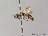  ( - BC ZSM HYM 05710)  @11 [ ] CreativeCommons - Attribution Non-Commercial Share-Alike (2010) Stefan Schmidt SNSB, Zoologische Staatssammlung Muenchen