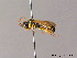  ( - BC ZSM HYM 05727)  @13 [ ] CreativeCommons - Attribution Non-Commercial Share-Alike (2010) Stefan Schmidt SNSB, Zoologische Staatssammlung Muenchen