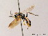  ( - BC ZSM HYM 05728)  @12 [ ] CreativeCommons - Attribution Non-Commercial Share-Alike (2010) Stefan Schmidt SNSB, Zoologische Staatssammlung Muenchen