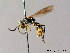  ( - BC ZSM HYM 05730)  @12 [ ] CreativeCommons - Attribution Non-Commercial Share-Alike (2010) Stefan Schmidt SNSB, Zoologische Staatssammlung Muenchen