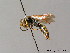  ( - BC ZSM HYM 05740)  @11 [ ] CreativeCommons - Attribution Non-Commercial Share-Alike (2010) Stefan Schmidt SNSB, Zoologische Staatssammlung Muenchen