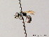  ( - BC ZSM HYM 05781)  @11 [ ] CreativeCommons - Attribution Non-Commercial Share-Alike (2010) Stefan Schmidt SNSB, Zoologische Staatssammlung Muenchen