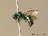  ( - BC ZSM HYM 06284)  @13 [ ] CreativeCommons - Attribution Non-Commercial Share-Alike (2010) Stefan Schmidt SNSB, Zoologische Staatssammlung Muenchen