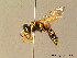  ( - BC ZSM HYM 06328)  @13 [ ] CreativeCommons - Attribution Non-Commercial Share-Alike (2010) Stefan Schmidt SNSB, Zoologische Staatssammlung Muenchen