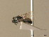  ( - BC ZSM HYM 06191)  @13 [ ] CreativeCommons - Attribution Non-Commercial Share-Alike (2010) Stefan Schmidt SNSB, Zoologische Staatssammlung Muenchen