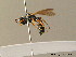  ( - BC ZSM HYM 06235)  @13 [ ] CreativeCommons - Attribution Non-Commercial Share-Alike (2010) Stefan Schmidt SNSB, Zoologische Staatssammlung Muenchen