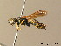  ( - BC ZSM HYM 06237)  @12 [ ] CreativeCommons - Attribution Non-Commercial Share-Alike (2010) Stefan Schmidt SNSB, Zoologische Staatssammlung Muenchen