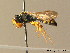  ( - BC ZSM HYM 06250)  @13 [ ] CreativeCommons - Attribution Non-Commercial Share-Alike (2010) Stefan Schmidt SNSB, Zoologische Staatssammlung Muenchen