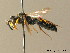  ( - BC ZSM HYM 06251)  @12 [ ] CreativeCommons - Attribution Non-Commercial Share-Alike (2010) Stefan Schmidt SNSB, Zoologische Staatssammlung Muenchen
