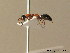  ( - BC ZSM HYM 06269)  @13 [ ] CreativeCommons - Attribution Non-Commercial Share-Alike (2010) Stefan Schmidt SNSB, Zoologische Staatssammlung Muenchen