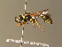  ( - BC ZSM HYM 06618)  @13 [ ] CreativeCommons - Attribution Non-Commercial Share-Alike (2010) Stefan Schmidt SNSB, Zoologische Staatssammlung Muenchen