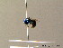  ( - BC ZSM HYM 07328)  @13 [ ] CreativeCommons - Attribution Non-Commercial Share-Alike (2010) Stefan Schmidt SNSB, Zoologische Staatssammlung Muenchen