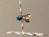  ( - BC ZSM HYM 07329)  @13 [ ] CreativeCommons - Attribution Non-Commercial Share-Alike (2010) Stefan Schmidt SNSB, Zoologische Staatssammlung Muenchen