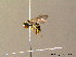  ( - BC ZSM HYM 07354)  @12 [ ] CreativeCommons - Attribution Non-Commercial Share-Alike (2010) Stefan Schmidt SNSB, Zoologische Staatssammlung Muenchen