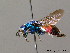  ( - BC ZSM HYM 07988)  @14 [ ] CreativeCommons - Attribution Non-Commercial Share-Alike (2010) Stefan Schmidt SNSB, Zoologische Staatssammlung Muenchen