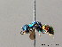  ( - BC ZSM HYM 08034)  @13 [ ] CreativeCommons - Attribution Non-Commercial Share-Alike (2010) Stefan Schmidt SNSB, Zoologische Staatssammlung Muenchen