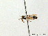  (Miscophus ater - BC ZSM HYM 08084)  @14 [ ] CreativeCommons - Attribution Non-Commercial Share-Alike (2010) Stefan Schmidt SNSB, Zoologische Staatssammlung Muenchen