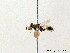  (Miscophus eatoni - BC ZSM HYM 08093)  @13 [ ] CreativeCommons - Attribution Non-Commercial Share-Alike (2010) Stefan Schmidt SNSB, Zoologische Staatssammlung Muenchen