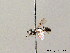  ( - BC ZSM HYM 08100)  @12 [ ] CreativeCommons - Attribution Non-Commercial Share-Alike (2010) Stefan Schmidt SNSB, Zoologische Staatssammlung Muenchen