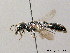  ( - BC ZSM HYM 08120)  @14 [ ] CreativeCommons - Attribution Non-Commercial Share-Alike (2010) Stefan Schmidt SNSB, Zoologische Staatssammlung Muenchen