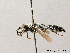  ( - BC ZSM HYM 08121)  @14 [ ] CreativeCommons - Attribution Non-Commercial Share-Alike (2010) Stefan Schmidt SNSB, Zoologische Staatssammlung Muenchen