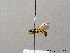  ( - BC ZSM HYM 08174)  @12 [ ] CreativeCommons - Attribution Non-Commercial Share-Alike (2010) Stefan Schmidt SNSB, Zoologische Staatssammlung Muenchen