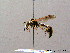  ( - BC ZSM HYM 08218)  @13 [ ] CreativeCommons - Attribution Non-Commercial Share-Alike (2010) Stefan Schmidt SNSB, Zoologische Staatssammlung Muenchen