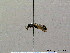  ( - BC ZSM HYM 08225)  @11 [ ] CreativeCommons - Attribution Non-Commercial Share-Alike (2010) Stefan Schmidt SNSB, Zoologische Staatssammlung Muenchen