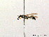  ( - BC ZSM HYM 08227)  @11 [ ] CreativeCommons - Attribution Non-Commercial Share-Alike (2010) Stefan Schmidt SNSB, Zoologische Staatssammlung Muenchen