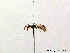  ( - BC ZSM HYM 08228)  @13 [ ] CreativeCommons - Attribution Non-Commercial Share-Alike (2010) Stefan Schmidt SNSB, Zoologische Staatssammlung Muenchen
