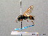  ( - BC ZSM HYM 08257)  @13 [ ] CreativeCommons - Attribution Non-Commercial Share-Alike (2010) Stefan Schmidt SNSB, Zoologische Staatssammlung Muenchen