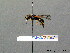  ( - BC ZSM HYM 08259)  @13 [ ] CreativeCommons - Attribution Non-Commercial Share-Alike (2010) Stefan Schmidt SNSB, Zoologische Staatssammlung Muenchen