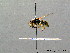 ( - BC ZSM HYM 08260)  @13 [ ] CreativeCommons - Attribution Non-Commercial Share-Alike (2010) Stefan Schmidt SNSB, Zoologische Staatssammlung Muenchen