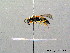  ( - BC ZSM HYM 08261)  @13 [ ] CreativeCommons - Attribution Non-Commercial Share-Alike (2010) Stefan Schmidt SNSB, Zoologische Staatssammlung Muenchen