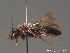  (Andrena carbonaria - BC ZSM HYM 09234)  @11 [ ] CreativeCommons - Attribution Non-Commercial Share-Alike (2011) Stefan Schmidt SNSB, Zoologische Staatssammlung Muenchen