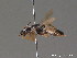  ( - BC ZSM HYM 09236)  @11 [ ] CreativeCommons - Attribution Non-Commercial Share-Alike (2011) Stefan Schmidt SNSB, Zoologische Staatssammlung Muenchen