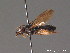  ( - BC ZSM HYM 09237)  @11 [ ] CreativeCommons - Attribution Non-Commercial Share-Alike (2011) Stefan Schmidt SNSB, Zoologische Staatssammlung Muenchen