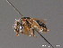  ( - BC ZSM HYM 09238)  @11 [ ] CreativeCommons - Attribution Non-Commercial Share-Alike (2011) Stefan Schmidt SNSB, Zoologische Staatssammlung Muenchen