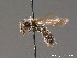  ( - BC ZSM HYM 09239)  @11 [ ] CreativeCommons - Attribution Non-Commercial Share-Alike (2011) Stefan Schmidt SNSB, Zoologische Staatssammlung Muenchen