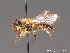  ( - BC ZSM HYM 09240)  @11 [ ] CreativeCommons - Attribution Non-Commercial Share-Alike (2011) Stefan Schmidt SNSB, Zoologische Staatssammlung Muenchen