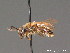  ( - BC ZSM HYM 09241)  @11 [ ] CreativeCommons - Attribution Non-Commercial Share-Alike (2011) Stefan Schmidt SNSB, Zoologische Staatssammlung Muenchen