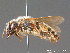  ( - BC ZSM HYM 09242)  @11 [ ] CreativeCommons - Attribution Non-Commercial Share-Alike (2011) Stefan Schmidt SNSB, Zoologische Staatssammlung Muenchen