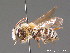 ( - BC ZSM HYM 09243)  @11 [ ] CreativeCommons - Attribution Non-Commercial Share-Alike (2011) Stefan Schmidt SNSB, Zoologische Staatssammlung Muenchen