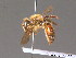  ( - BC ZSM HYM 09247)  @11 [ ] CreativeCommons - Attribution Non-Commercial Share-Alike (2011) Stefan Schmidt SNSB, Zoologische Staatssammlung Muenchen
