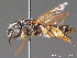  ( - BC ZSM HYM 09252)  @11 [ ] CreativeCommons - Attribution Non-Commercial Share-Alike (2011) Stefan Schmidt SNSB, Zoologische Staatssammlung Muenchen